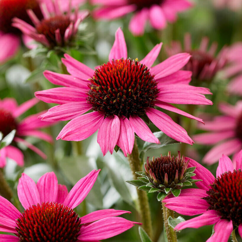 Roter Sonnenhut (Echinacea purpurea) mit purpurrosa Zungenblüten und dunkelroter Mitte